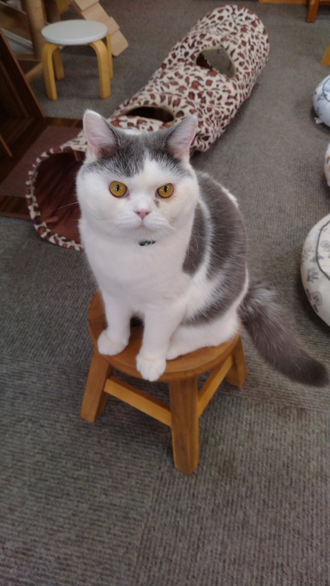 minamijujiza's tweet image. 會津めごねこに行ってきた。
１日遅れたけど、べこちゃん誕生日おめでとー！🎂
#会津若松市
#會津めごねこ
#猫カフェ 
#猫のいる暮らし
#猫  
#cat
#猫好きさんと繋がりたい𓏲𓎨