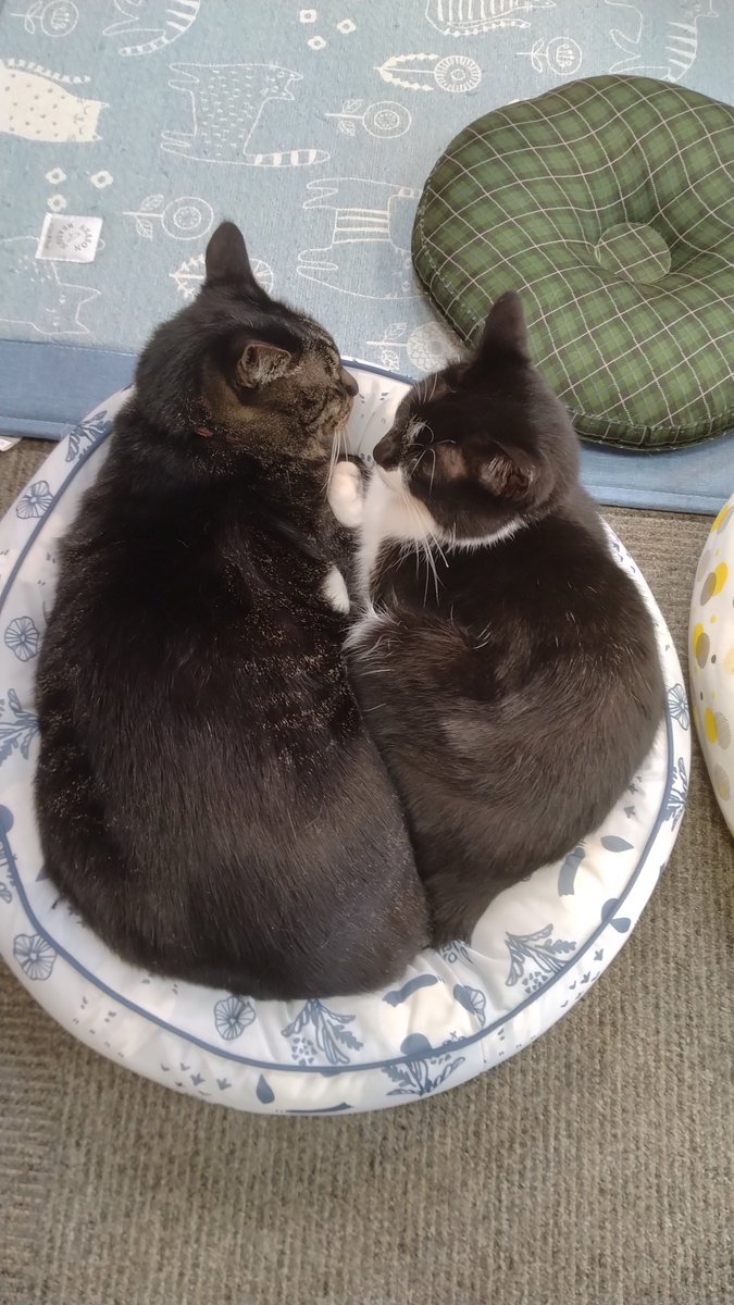 minamijujiza's tweet image. 會津めごねこに行ってきた。
１日遅れたけど、べこちゃん誕生日おめでとー！🎂
#会津若松市
#會津めごねこ
#猫カフェ 
#猫のいる暮らし
#猫  
#cat
#猫好きさんと繋がりたい𓏲𓎨