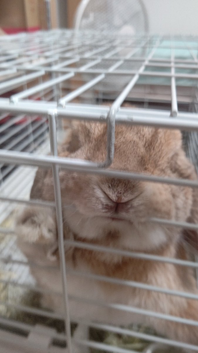 givemezip's tweet photo. 9月6日の9時頃、だんごくんが亡くなりました
甘えん坊も食いしん坊もわがままも何でも一生懸命な天使さんでした
私が家族になった初めての動物さんで今までの人生でこんなに愛おしいものはありませんでした
火葬は翌日の綺麗に晴れた9月7日に行いました
本当に天国があるなら無事に行けたかな https://t.co/PdyhUPivbo