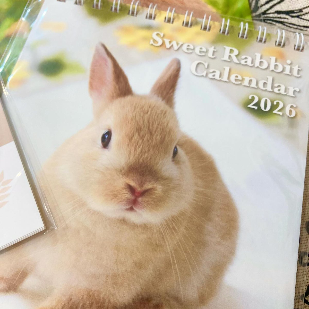 うさぎさん 予約販売】 うさぎのうーさん 2026年 卓上全面 カレンダー