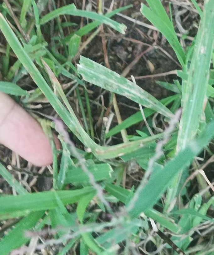 senhui007's tweet photo. 摸杂草😒#openseatouchgrass @opensea https://t.co/eOP8hXrnpw