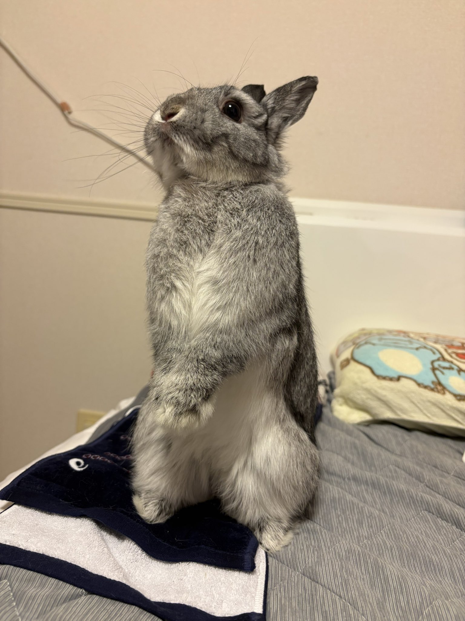 うさぎ130₍ᐢ.ˬ.ᐡ₎【プロフ確認】　 うさぎ130₍ᐢ.ˬ.ᐡ₎【プロフ確認】 うさぎ130₍ᐢ.ˬ.ᐡ₎【