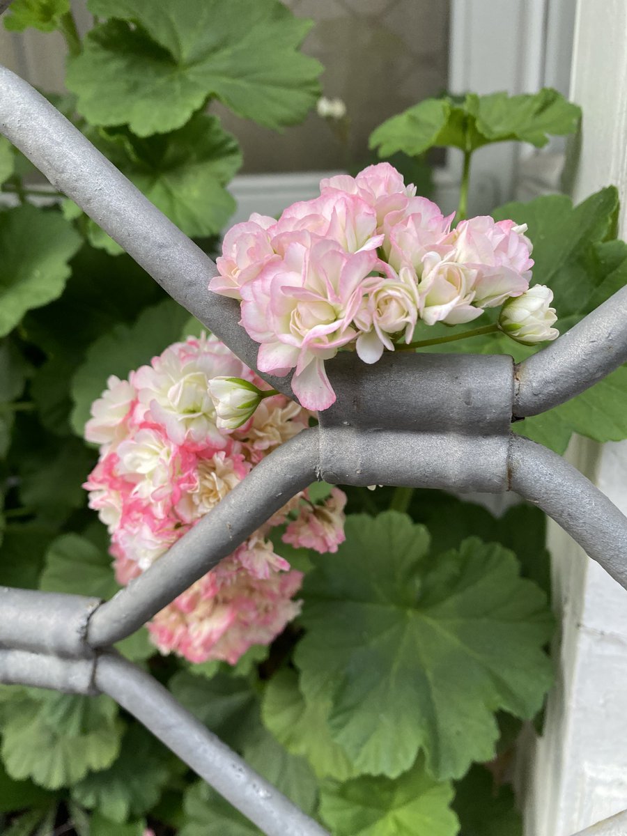 Sonia Zuccaro tweet media