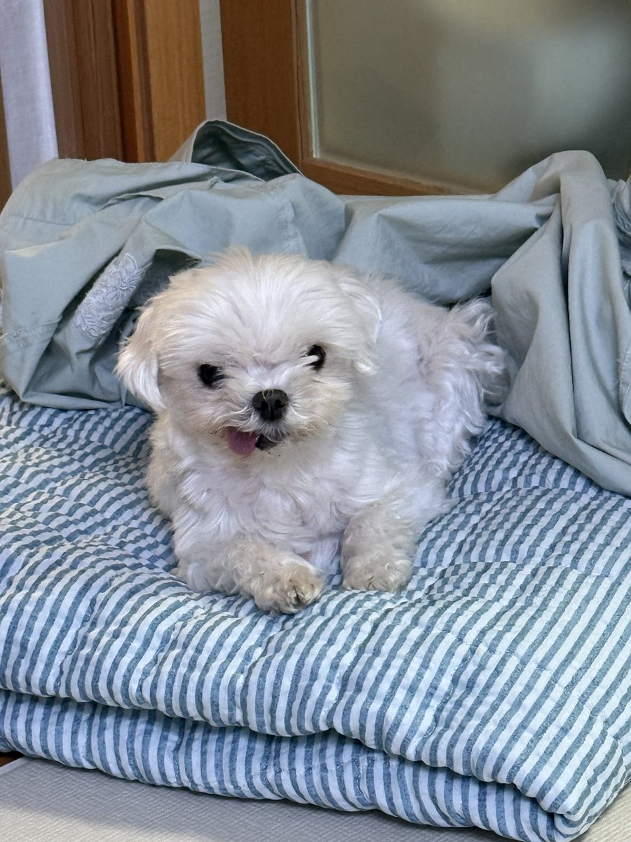 너무나도 보노보노 해달같이 생기심