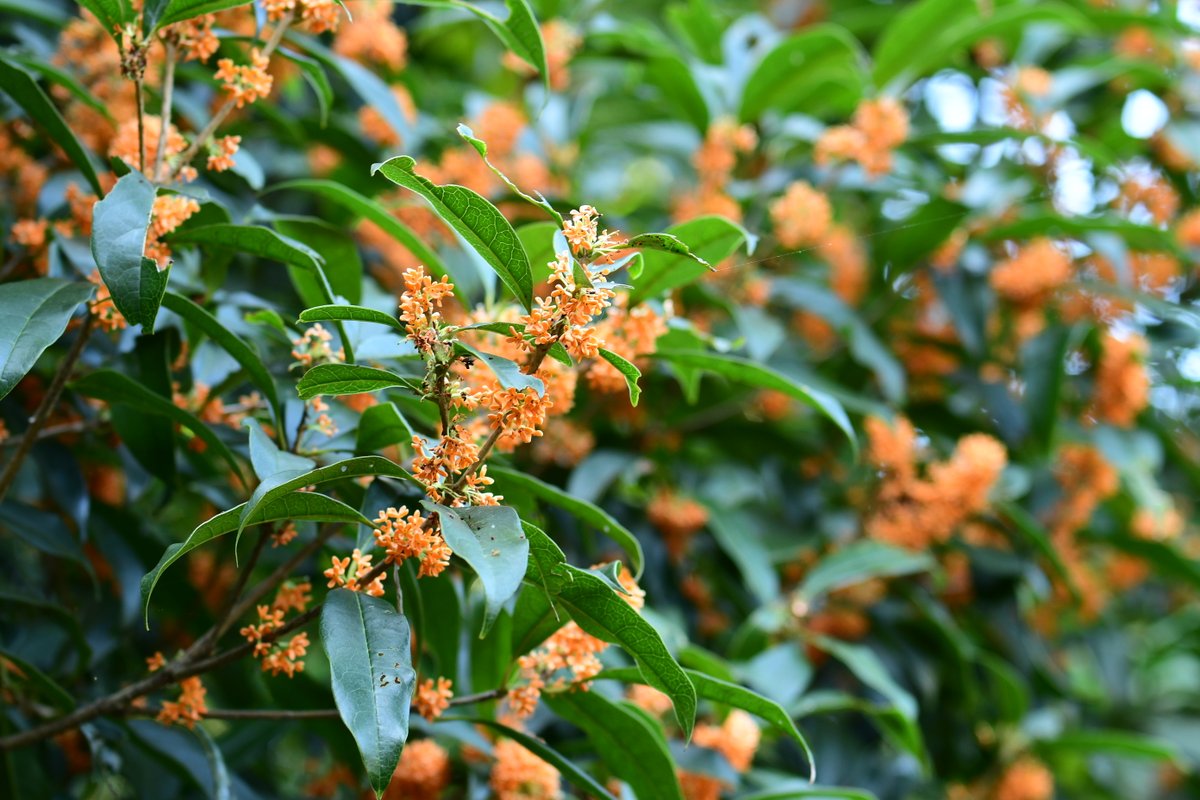 観清院 (@kanseiin6148) on Twitter photo 