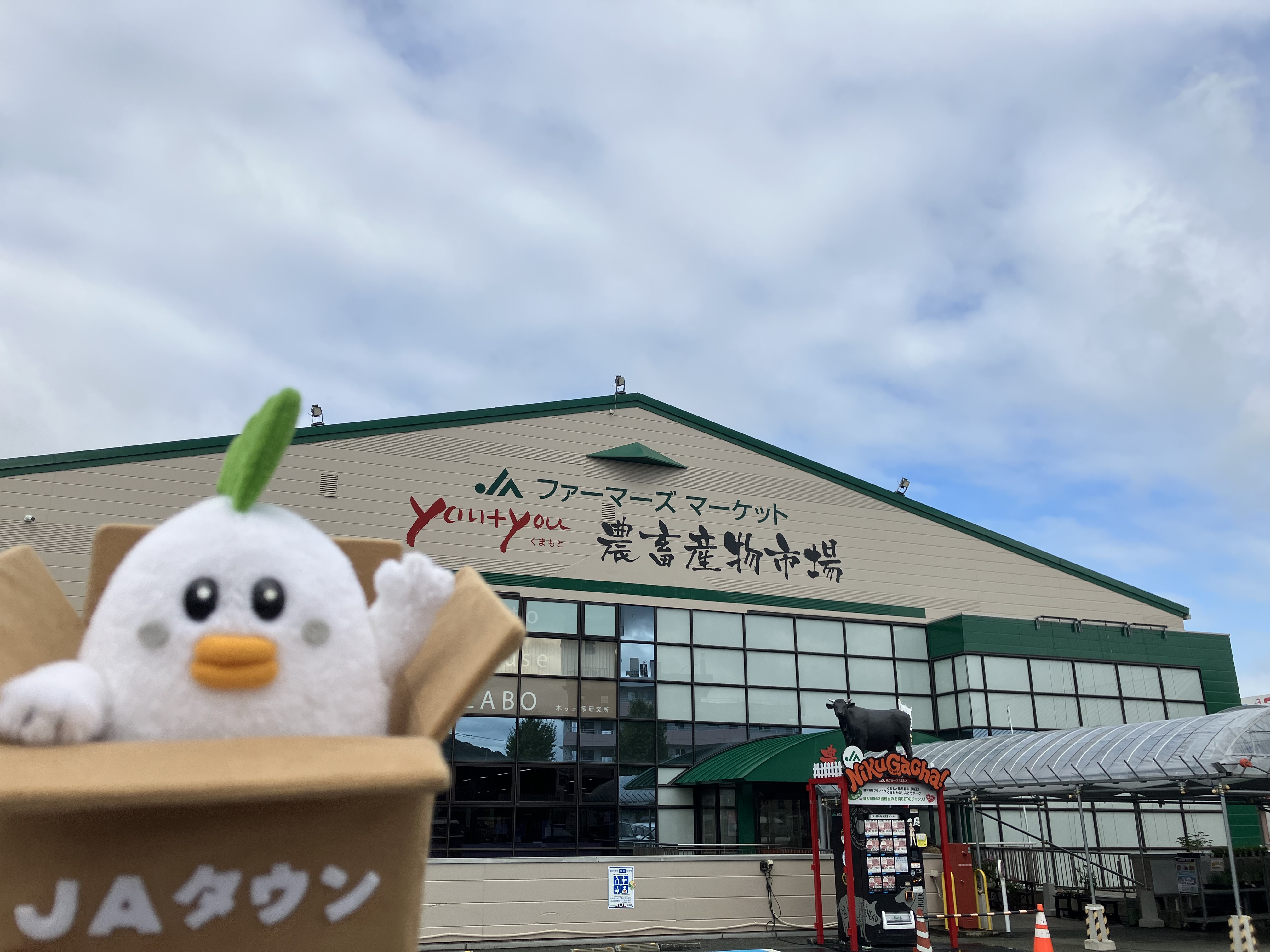 くまもん　 火曜日発送予定　木曜日午前中着指定 JAタウン【公式】 on X: 