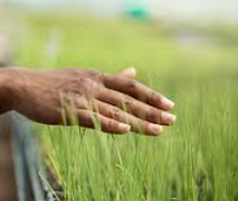 NicoleL8844's tweet photo. Touch grass
@opensea

#openseatouchgrass https://t.co/k2xRsKoUy8