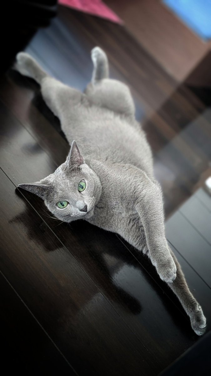 ワクチン接種と血液検査をがんばったねこちゃん