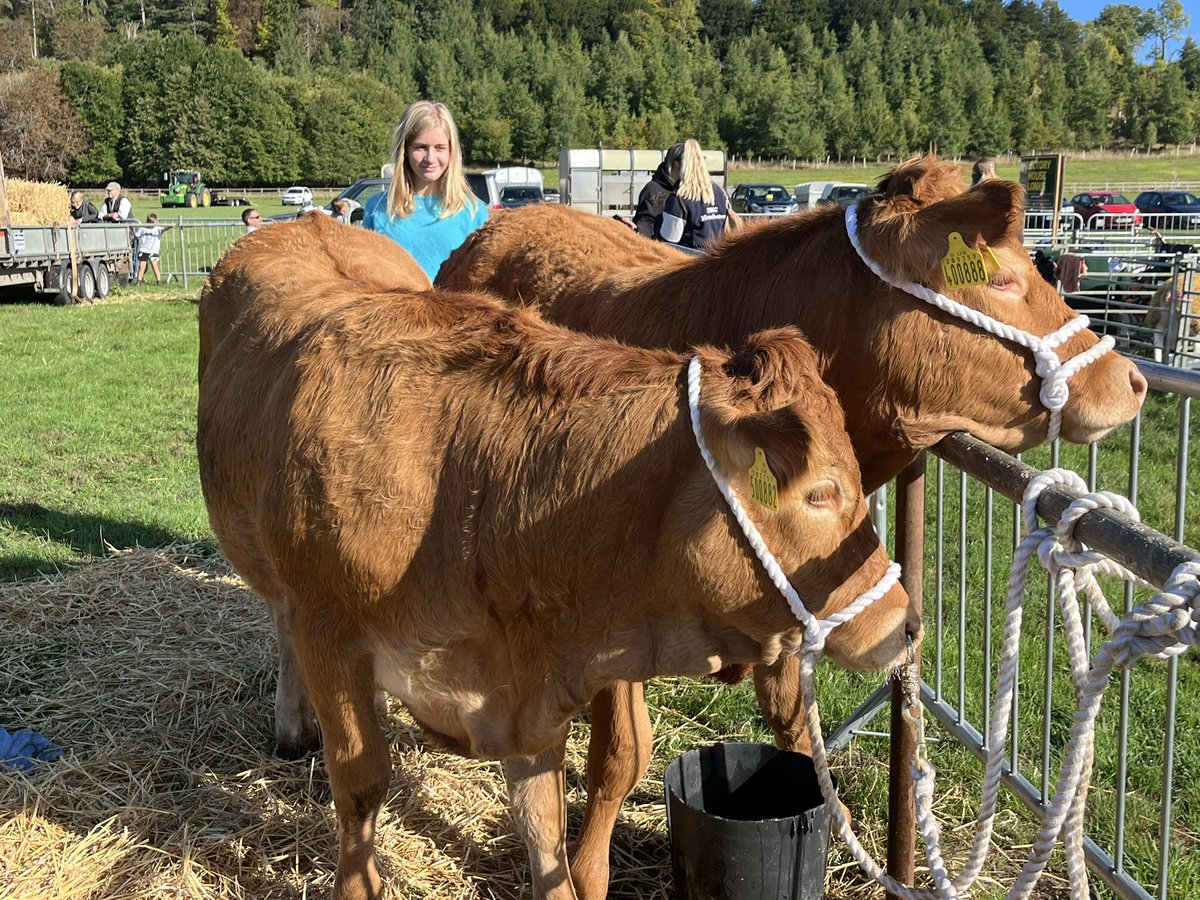 Big day for the Passmore family, Bella, with Vicky the Cow and Vera, pedigree Limousin heifers
My debut in the show ring with cow, what could possibly go wrong??!!
