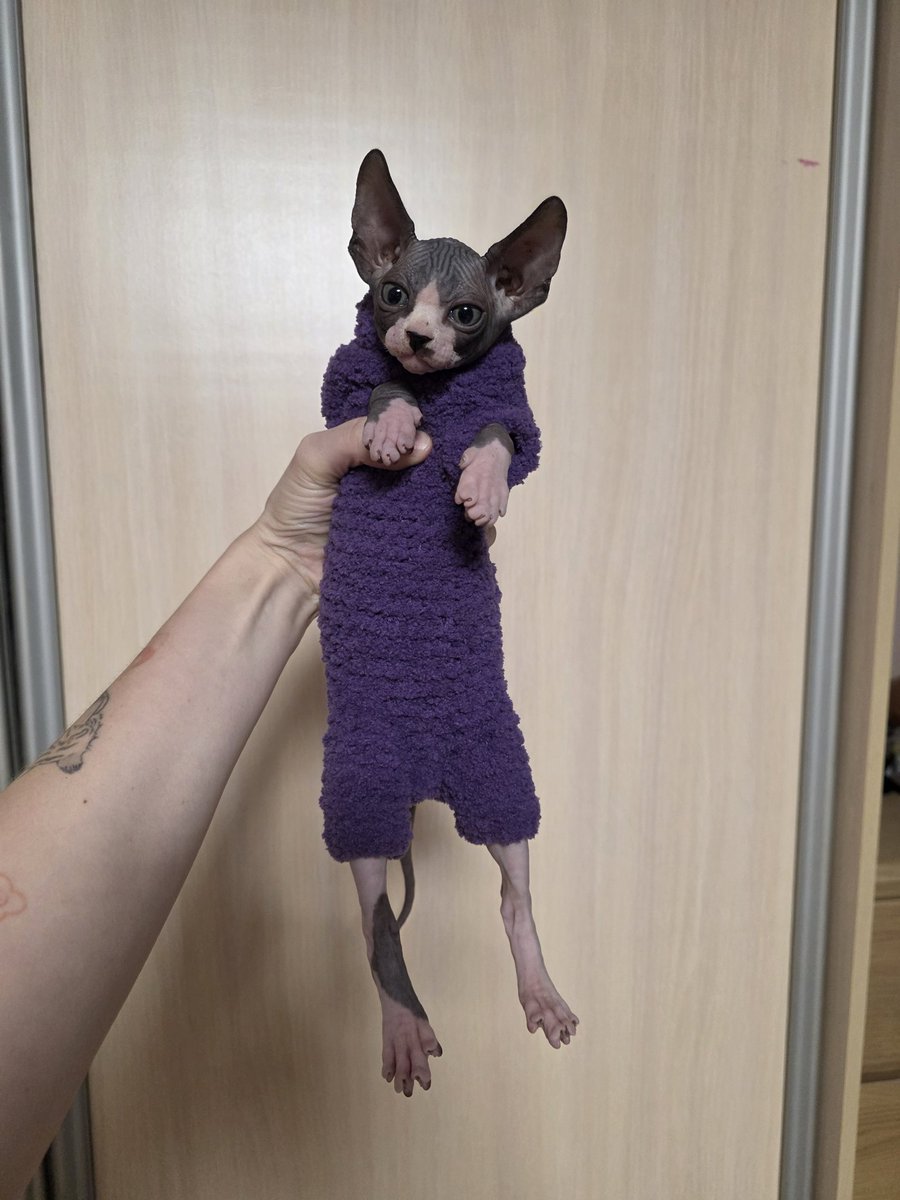 Все, на четвертом котенке наступил момент, когда комбезы, которые я вязала первым трем уже стали им малы...
Сколько там дней прошло от голубенького комбеза Сильвии?