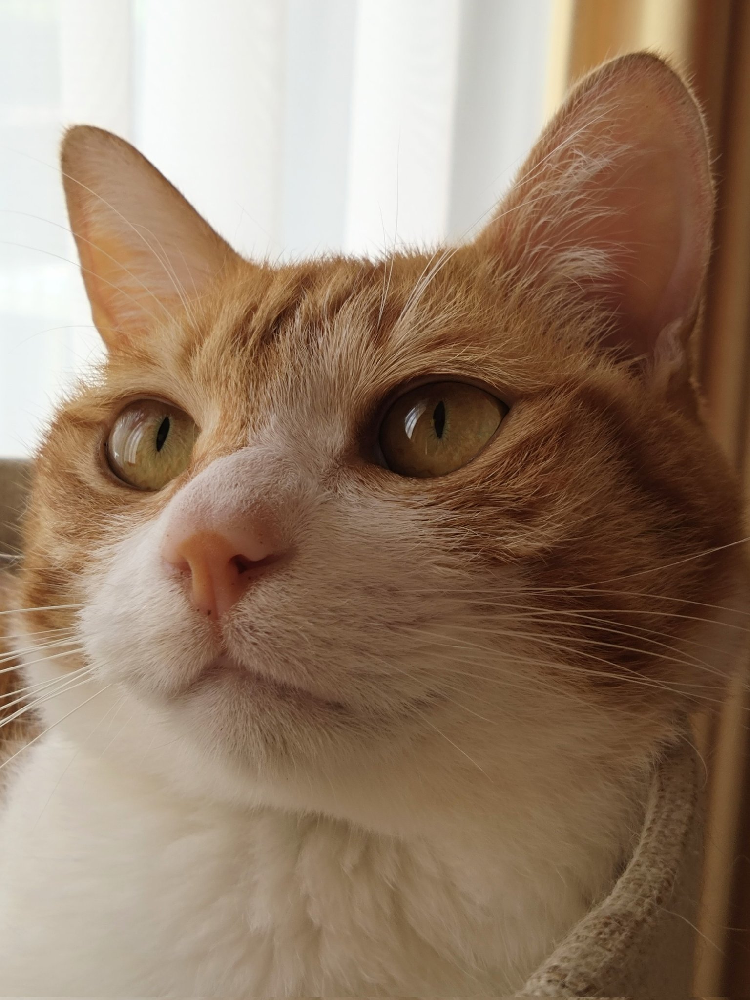 瞳が美しく前掛けがゴージャスで存在感が抜群の特大の招き猫 19deb323239ca92c7e138f474bd932