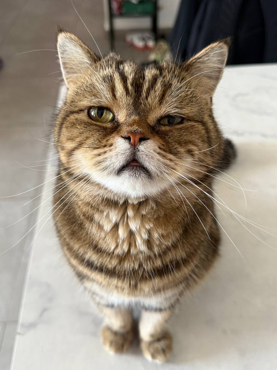 luden_io's tweet image. Happy Programmer's Day, everyone! Let's celebrate those who fuel our coding by providing endless internet memes!
The furry muses of Luden send their regards! #ProgrammersDay #indiegamedev #screenshotsaturday