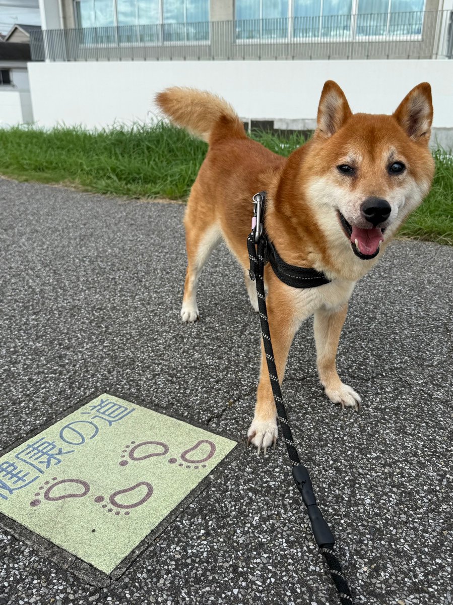 中村一義 ファンクラブ会報 愛すべき天使たちへ 中村一義 ファンクラブ会報 愛すべき天使たちへ - メルカリ
