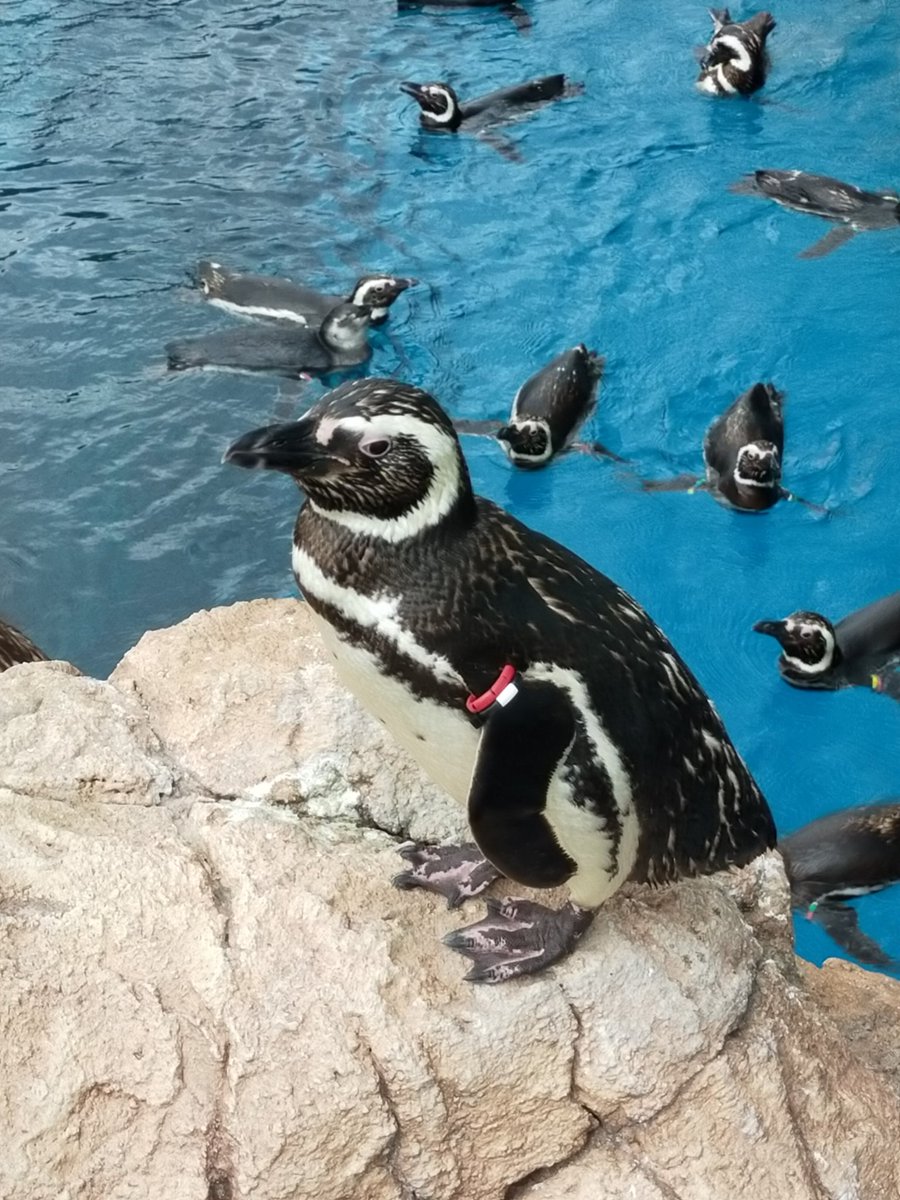 うみがたり
大きいのにどのエリアも解説がしっかりしていて、水族館の解説が好きな僕にとってかなり満足度が高い
上越沖を再現した「うみがたり大水槽」は館内の様々な場所から見ることができるが、特にトンネルは没入感が段違い
日本海の魅力がこれでもかと伝わる最高のロケーションと展示