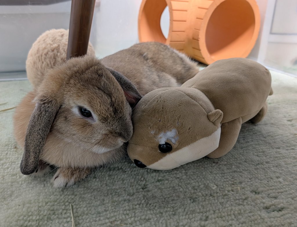 mlkchcusa's tweet image. おともだちとお話中🐰💭

#うさぎ #うさぎのいる暮らし