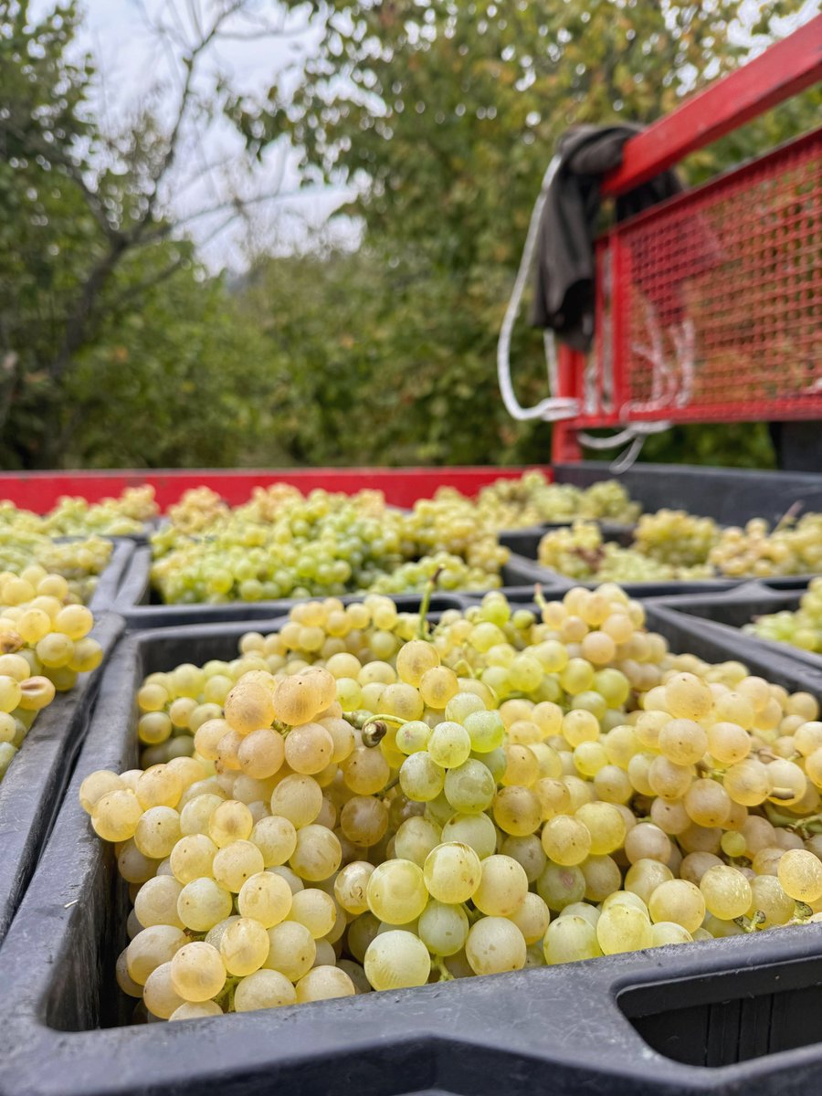 Cogno Wines l Barolo Ravera tweet media