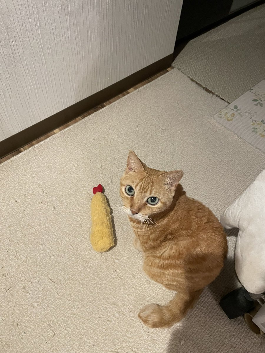 ♡ツキネコ✨ ツキネコ