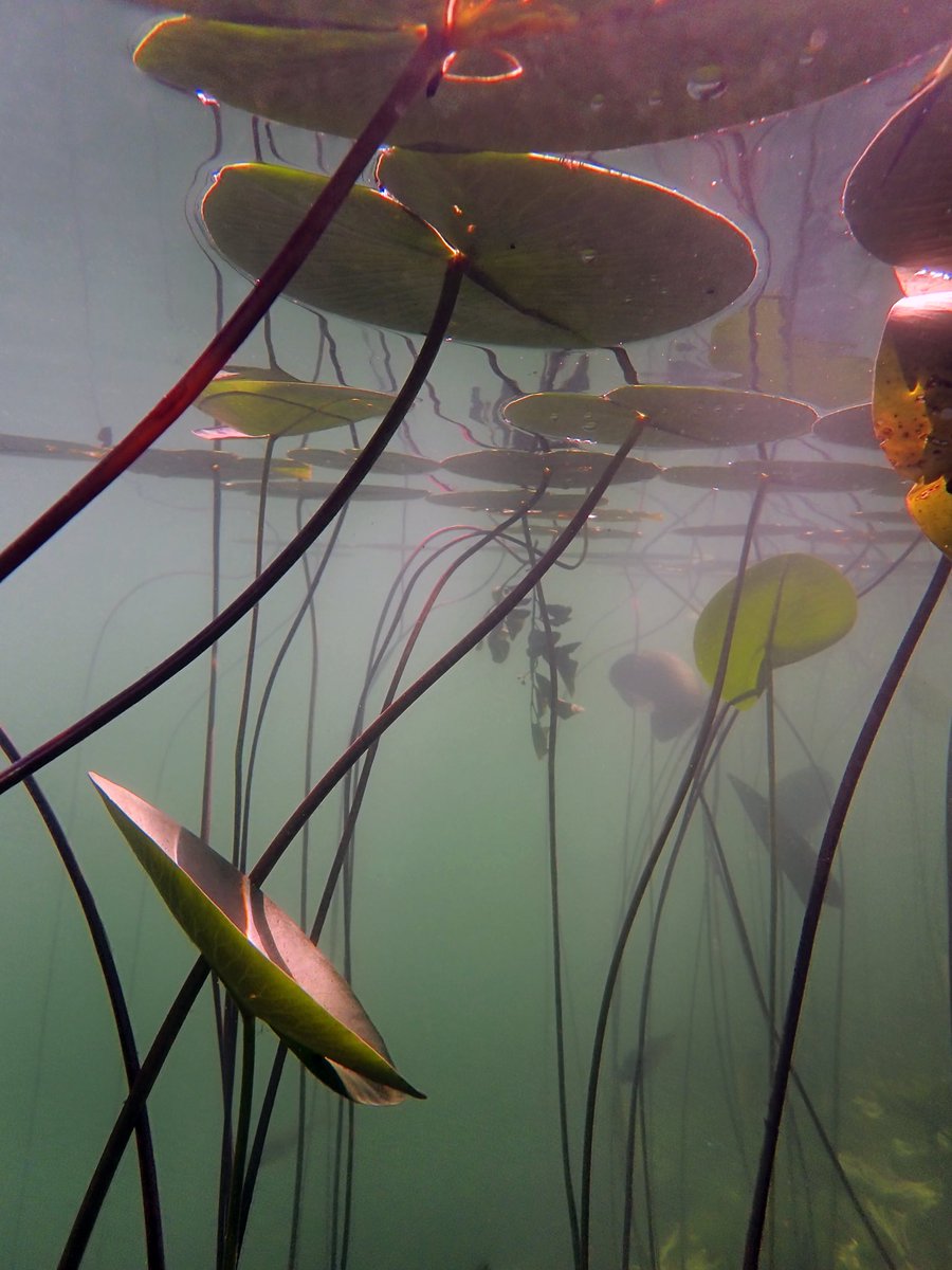 Blixxum (@christinejasch2) on Twitter photo 