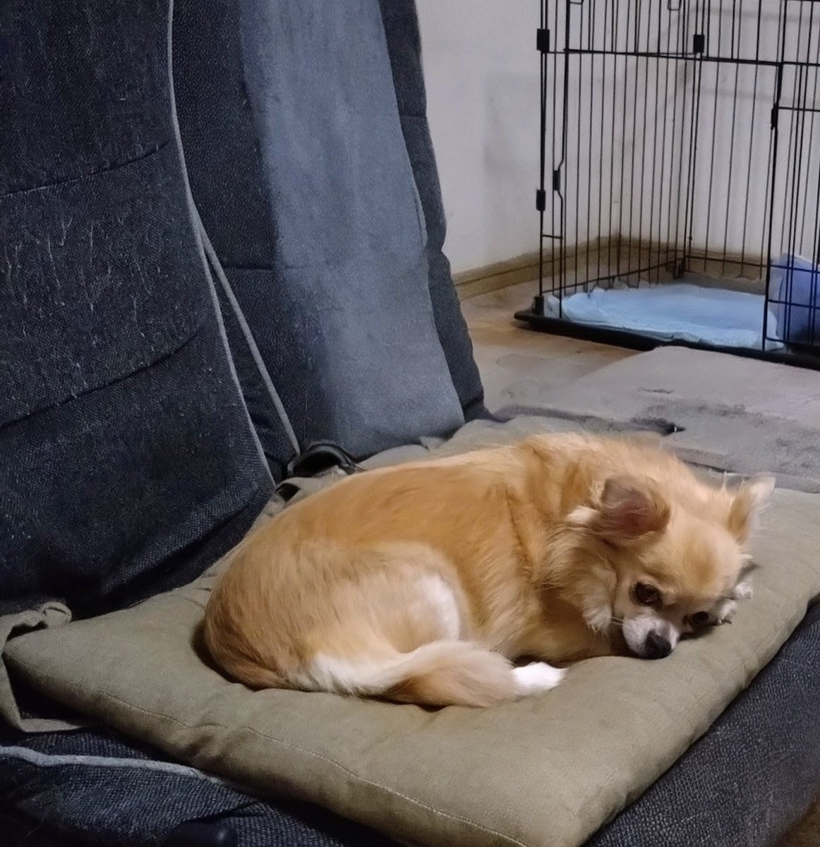 ギンちゃんトリミングしてきました。
サッパリして可愛くなったよ🩷

エリーちゃんは腰痛が酷くなっちゃってお留守番
病院でお薬貰ってしばらく安静だって😭