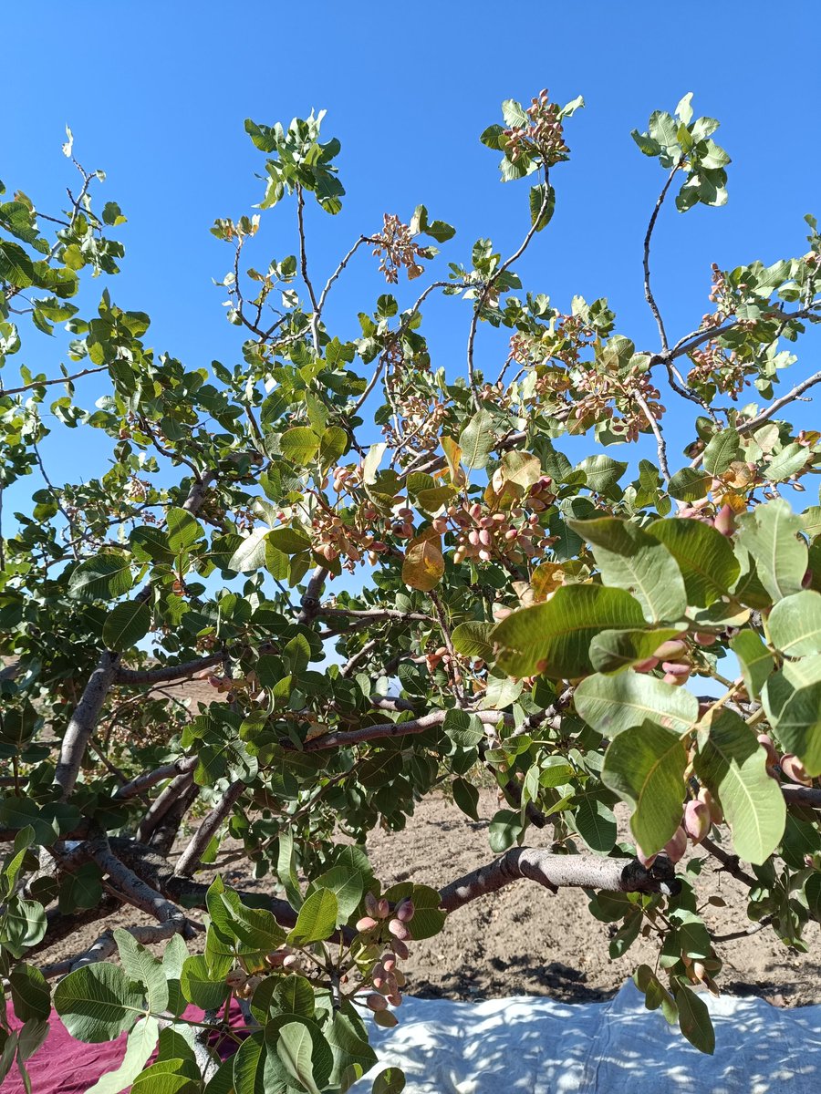 Bugün evde yokum. İlhan Berk gibi dağlarda da dolaşmıyorum. Fıstık topluyorum.