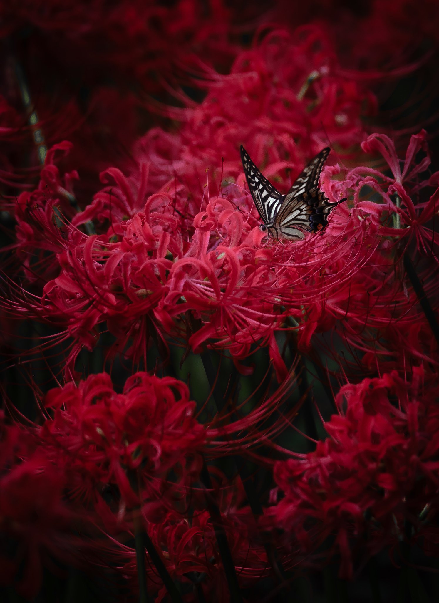 ❣️運気アップ❤蝶と花のパズル❤ ハス池の蝶とトンボ | 心のままに花鳥風蝶