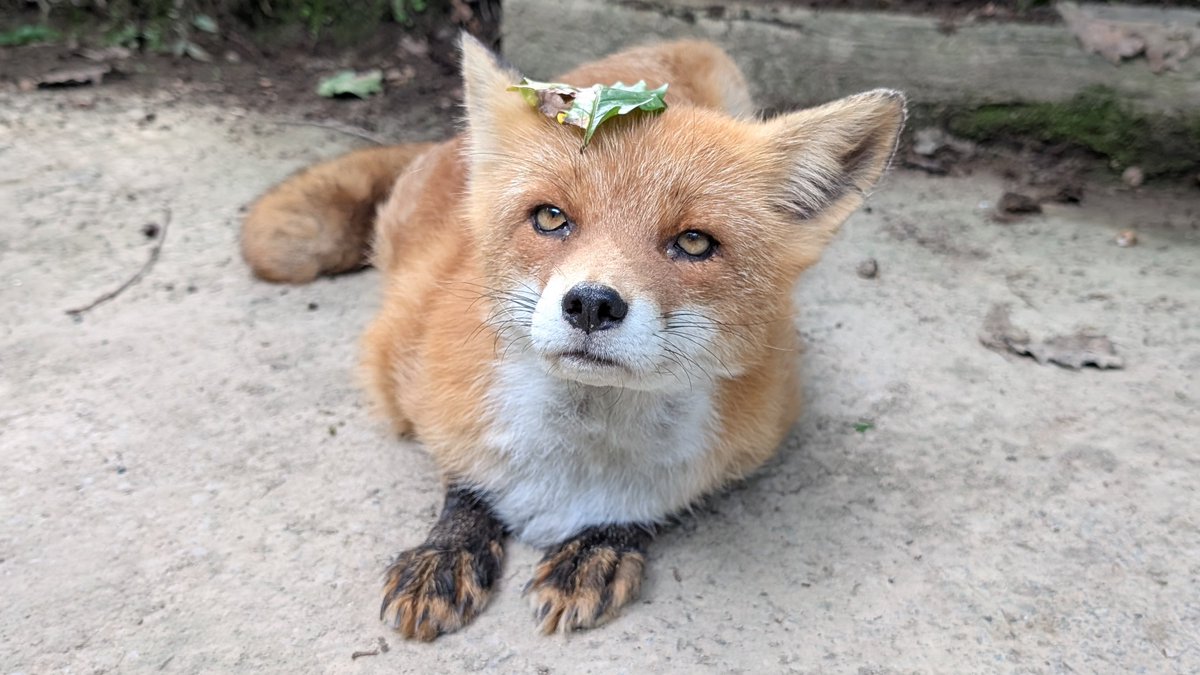 キタキツネ - Search / X