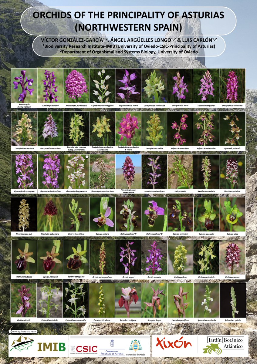 🚨Paper alert!🚨

Just published in Mediterranean Botanty at
revistas.ucm.es/index.php/MBOT…

In this study we focused on the orchid diversity of the Principality of Asturias (NW Spain) and the drivers behind such diversity.