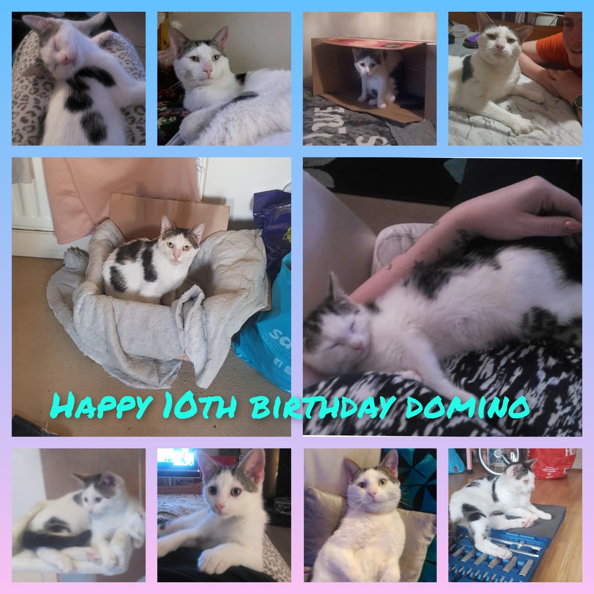 Happy #Caturday &amp; #Birthday to our domino