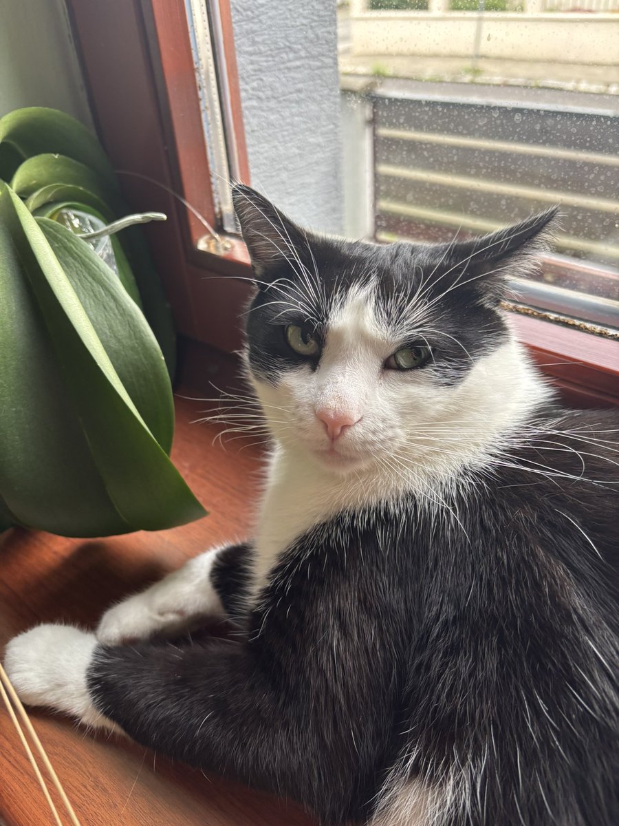 Цей кіт дав мені лапу