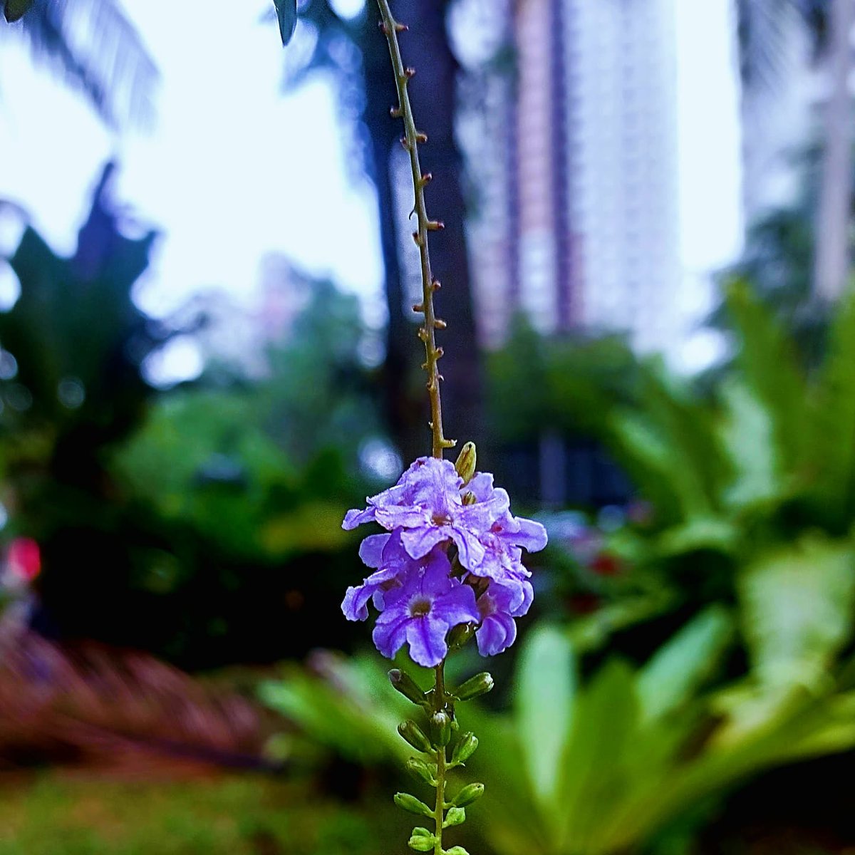 VWC_Writes's tweet photo. Still, together... π€
Vikki C. (2025)
@ThePhotoHour
#flowers #photography #jasmine #exotic #daisy #rarebeauty #art #artistcommunity #saturdaywalk #poetrycommunity #WritingCommunity #ecospiritual #ecosensual https://t.co/uMwXPPF0I9