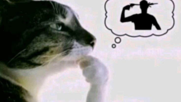 perfil dedicado a gatinhos e peitos (@odeiootaco) on Twitter photo 