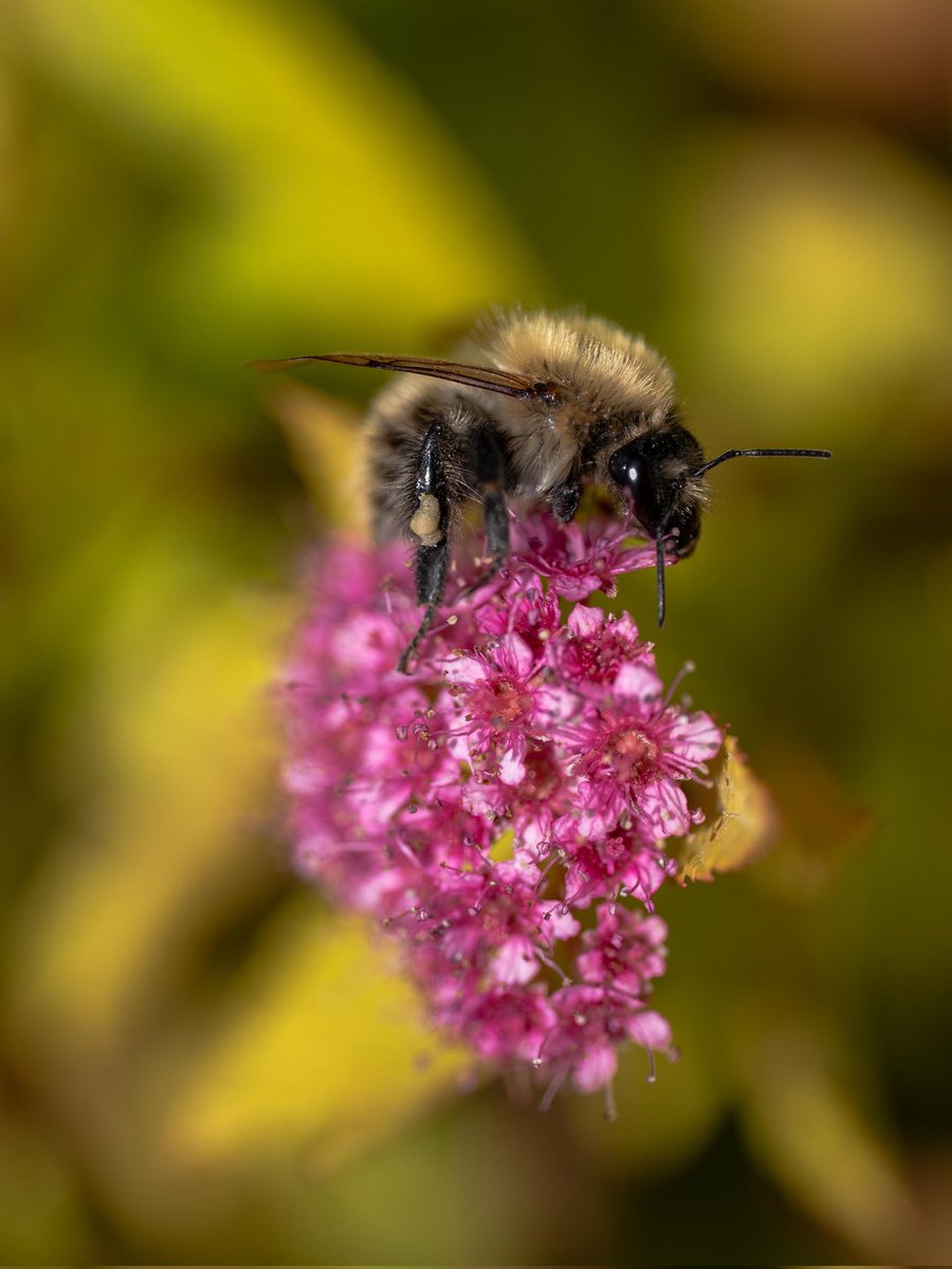 eeviewonders's tweet photo. On top of the world #Togtweeter #ThePhotoHour #snapyourworld #insects #flies #pollinators #flowers #plants #NaturePhotography #bee #hoverfly #bumblebee https://t.co/EkkIG6iROD