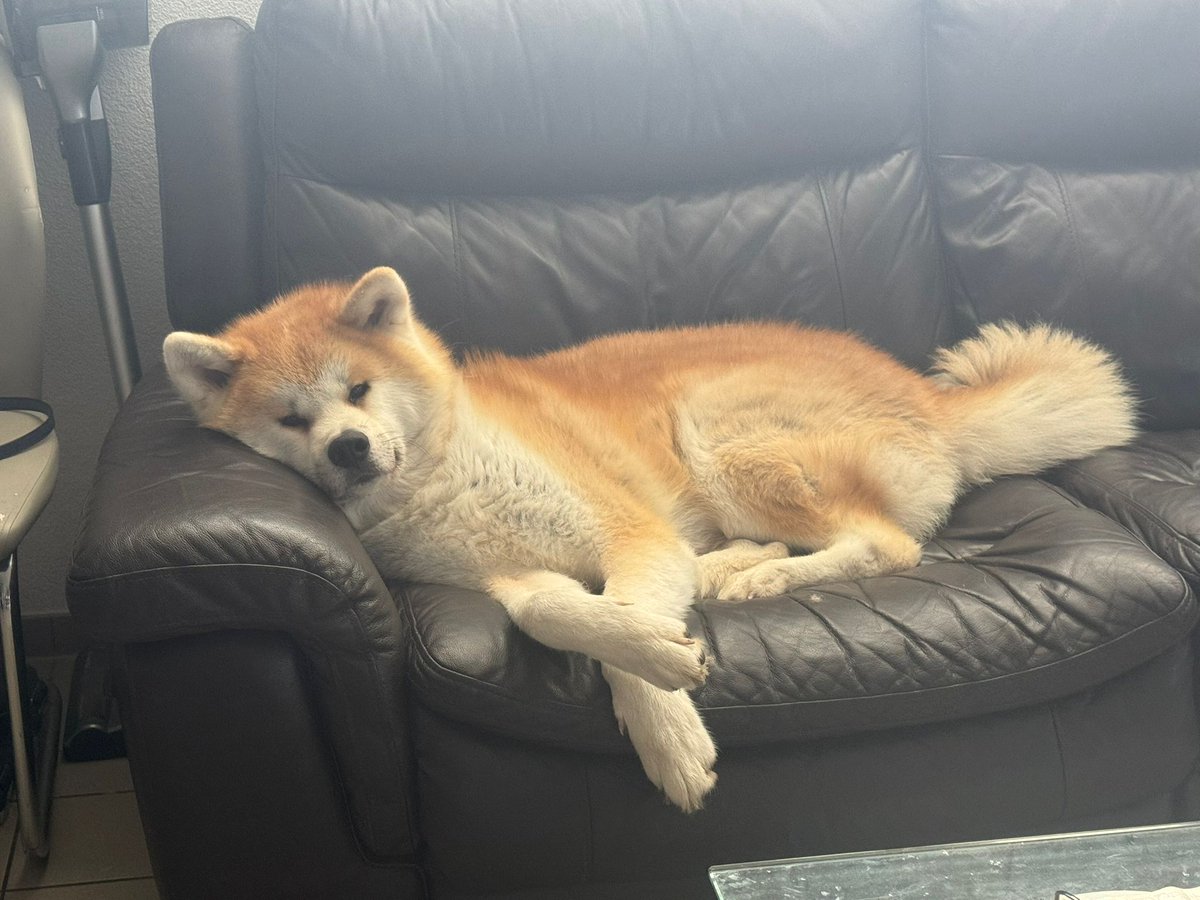 Imagine you go back home and your dog watches you like this... he was forced to go down hahaha