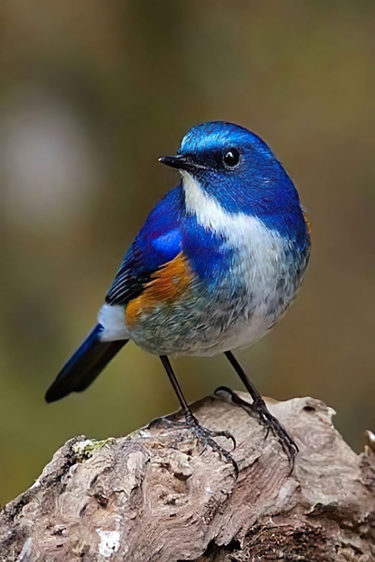 Skylark 🕊️ (@skylark0004) on Twitter photo 