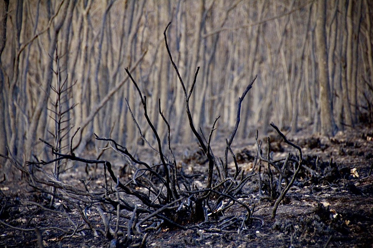 Riocamba, 28 días después del #IFCanalejas
Hay una sensación visual muy extraña: de lejos, la masa boscosa parece en tonos otoñales ocres y resulta hasta ‘bonito’… pero realmente son pinos abrasados con las acículas achicharradas.