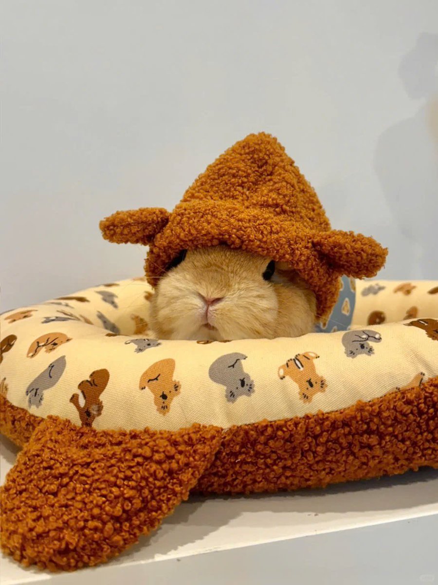 Why you should have a rabbit (@shouldhaverabit) on Twitter photo 