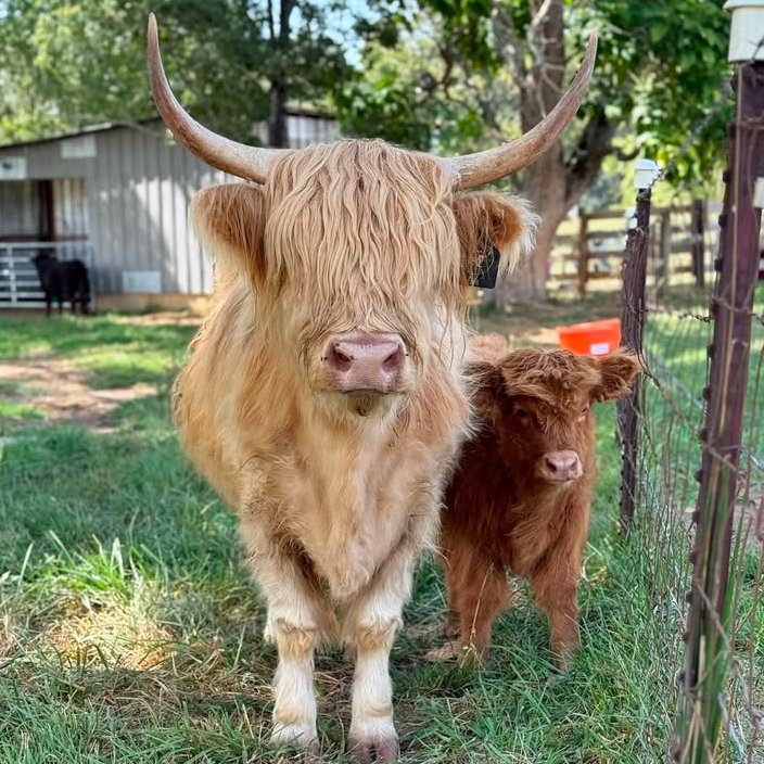 📅 14th September 2025 
🐮 Lola and Rosie
🏷️ Instagram/millcreekfarms.tn
💕 #animaloftheday