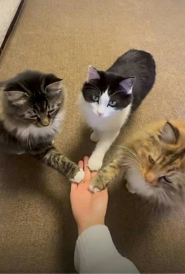 Why you should have a cat (@shouldhavecat) on Twitter photo 