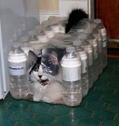 Posts Of Cats (@postsofcats) on Twitter photo 