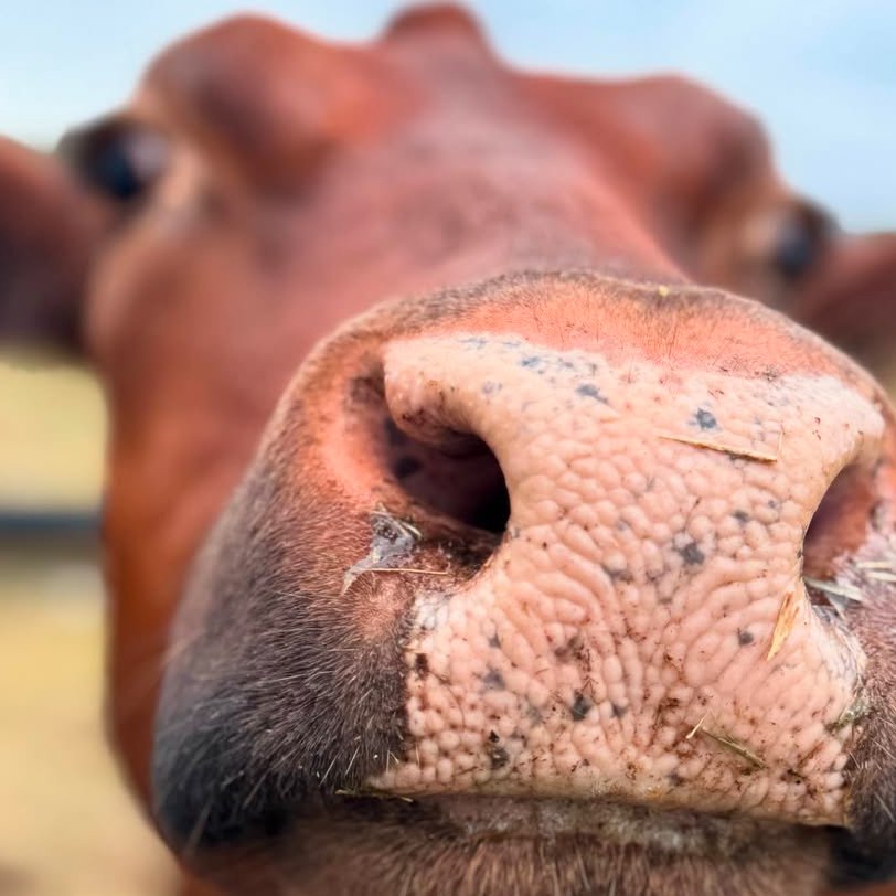 📅 15th September 2025
🏷️ Instagram/andersonfarmsemily
💕 #animaloftheday
