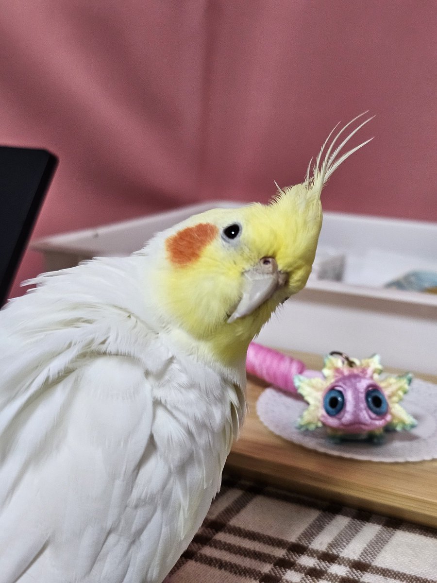 夢カワなチャームとツーショット♪

#オカメインコ
