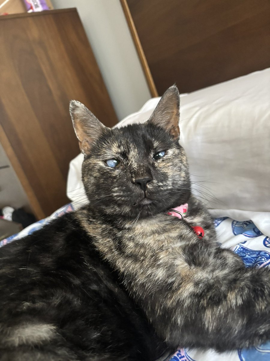 allysav's tweet image. My chicken ❤️