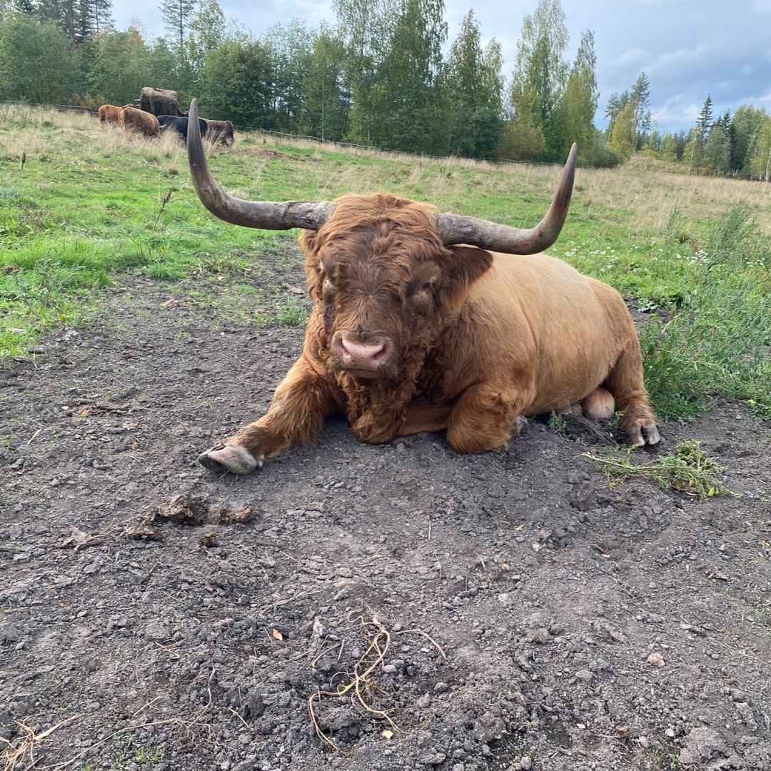 Highland Cattle photo of the day