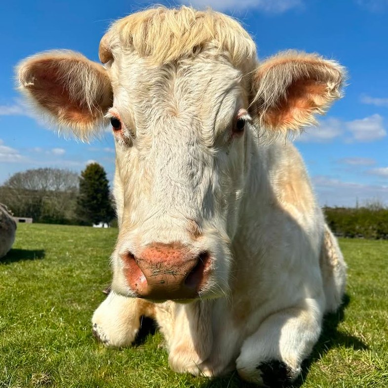 📅 16th September 2025
🐮 Betty 
🏷️ Instagram/thesurgesanctuary
💕 #animaloftheday
