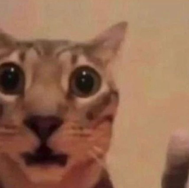 ๐ฒ๐๐๐๐๐ tweet media