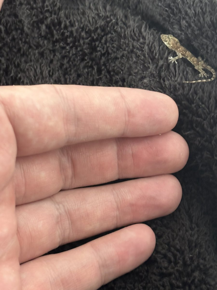 DarthJML's tweet image. Another lil buddy

What should I name him?