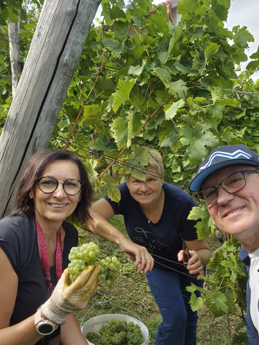 "Že čriček prepeva ne morem več spat, trgatev veleva spet pojdemo brat"...Pri Lenartih v Sodincih se imamo lepo...eden pa še manjka. Za Martinovo, ko bo mošt postal vino, pa spet v polni zasedbi...Bog živi "berače" in Slovenijo in vse dobro vsem, ki niste mogli priti...🇸🇮