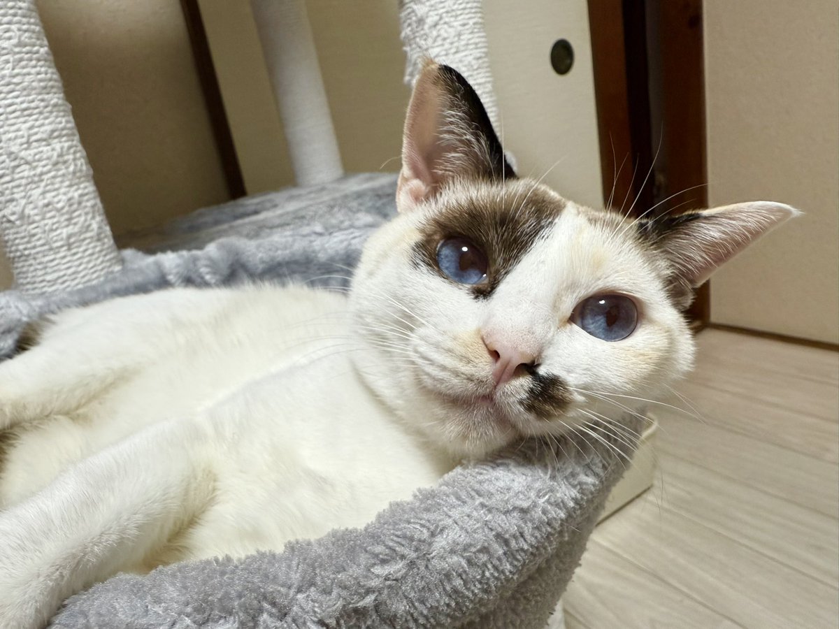 人間はねんねの時間ね
猫にとっては今からが運動会の時間だけど！

#猫好きさんと繋がりたい #猫のいる暮らし