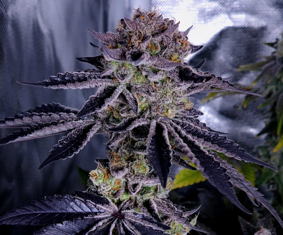 Good morning! Enjoy this beautiful day, and may it be as dank as your tents!