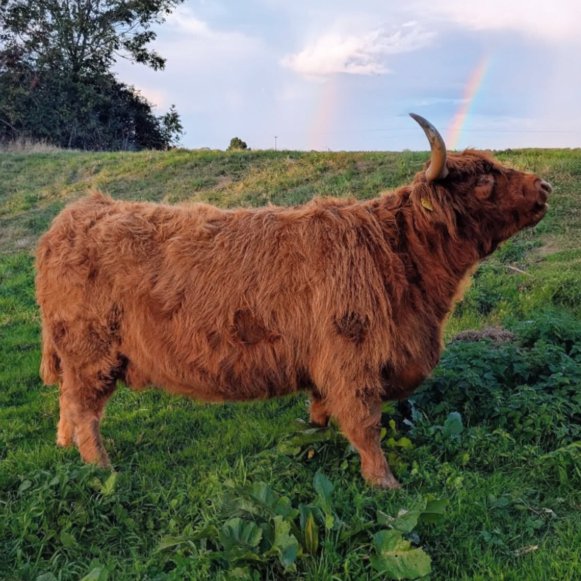 Cow of the Day🐮 tweet media